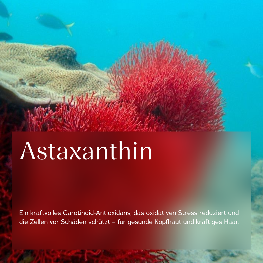 Erfahre alles über Astaxanthin in 5 Minuten