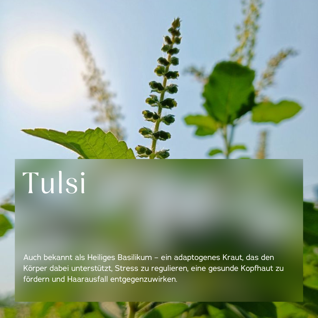 Erfahre alles über Tulsi oder Holy Basil in 5 Minuten